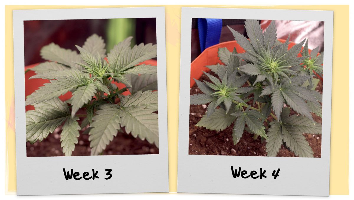 Orange Sherbet Auto Cannabis Strain Week-by-Week Guide: Little ganja plant flowering