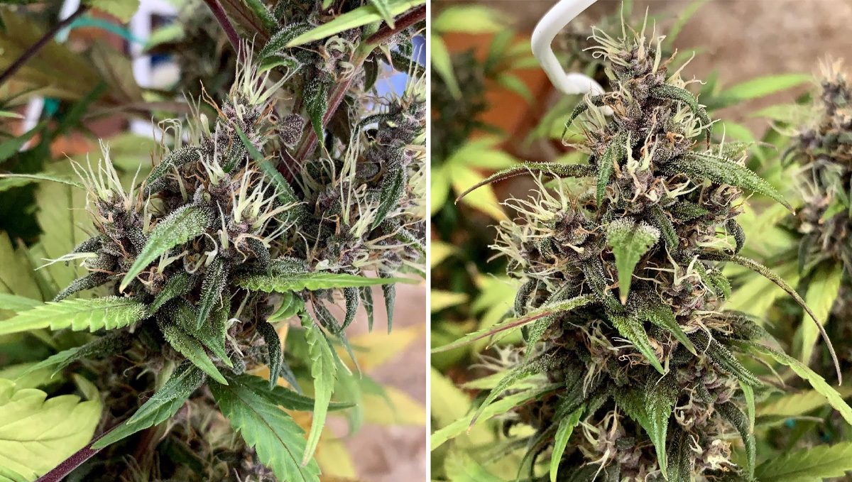 Basics of growing autos in soil: week 8