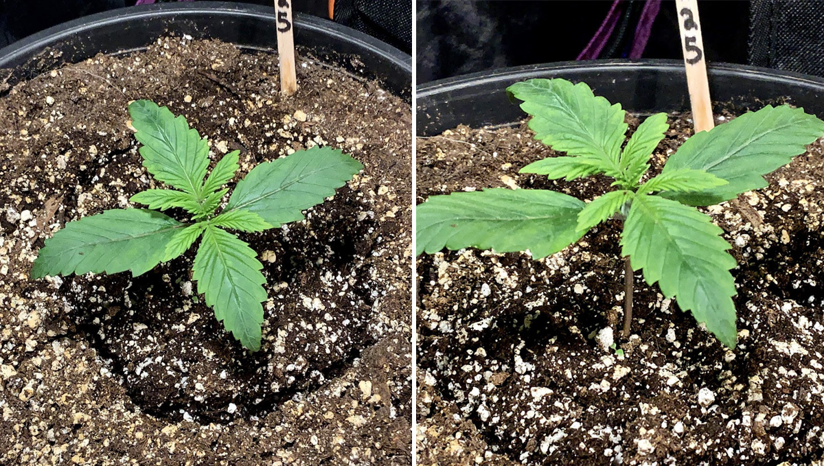 Basics of growing autos in soil: week 1