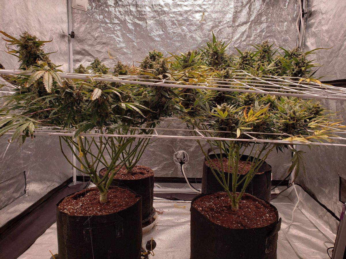 JohnnyBlaz3 smoothie-auto.jpg Smoothier auto by JohnnyBlaz3