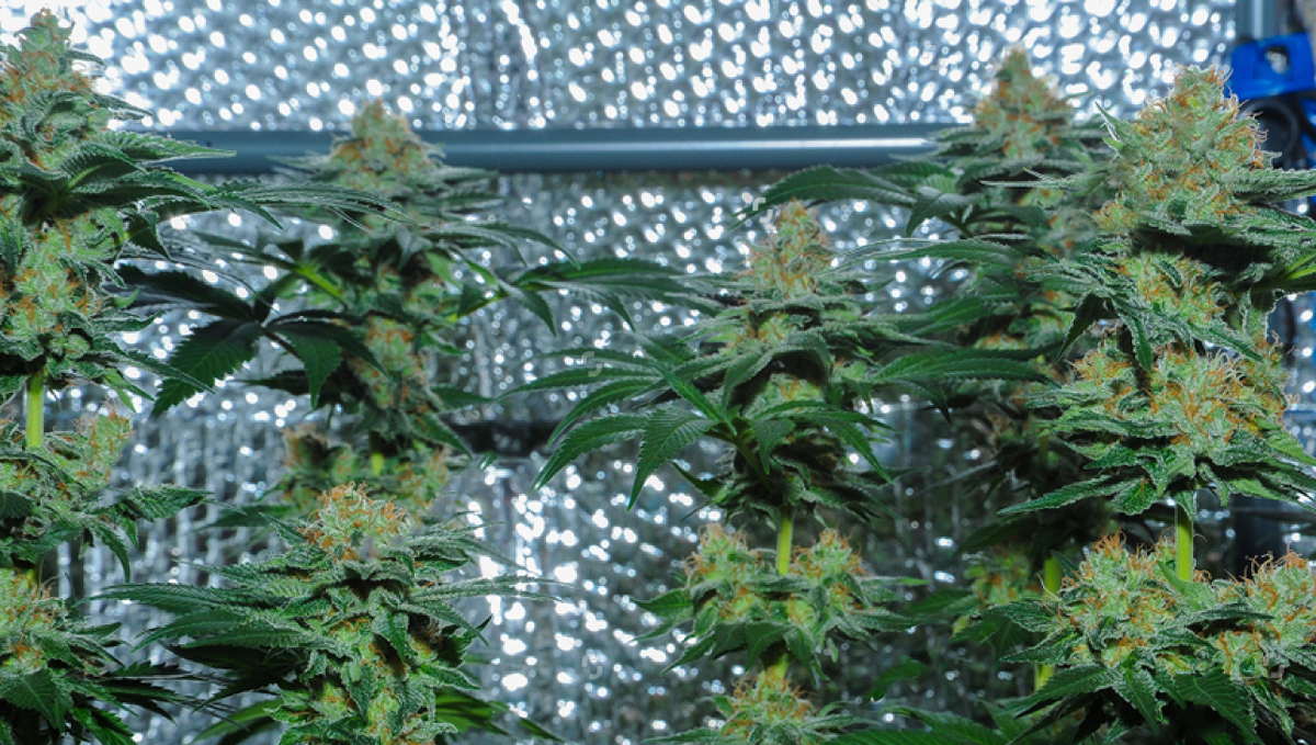 Amnesia Haze Auto: history