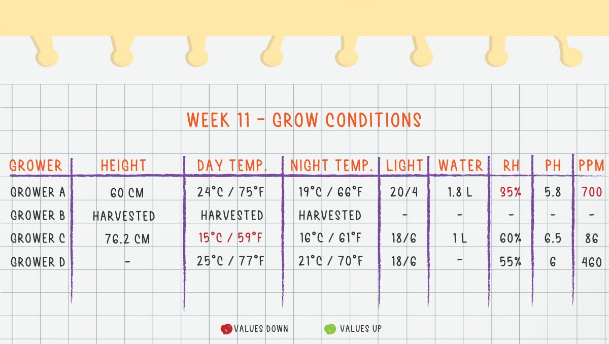 Gorilla Cookies Auto, guía semanal de la variedad: Semana 11 condiciones de cultivo Gorilla Cookies Auto, guía semanal de la variedad: Semana 11 condiciones de cultivo