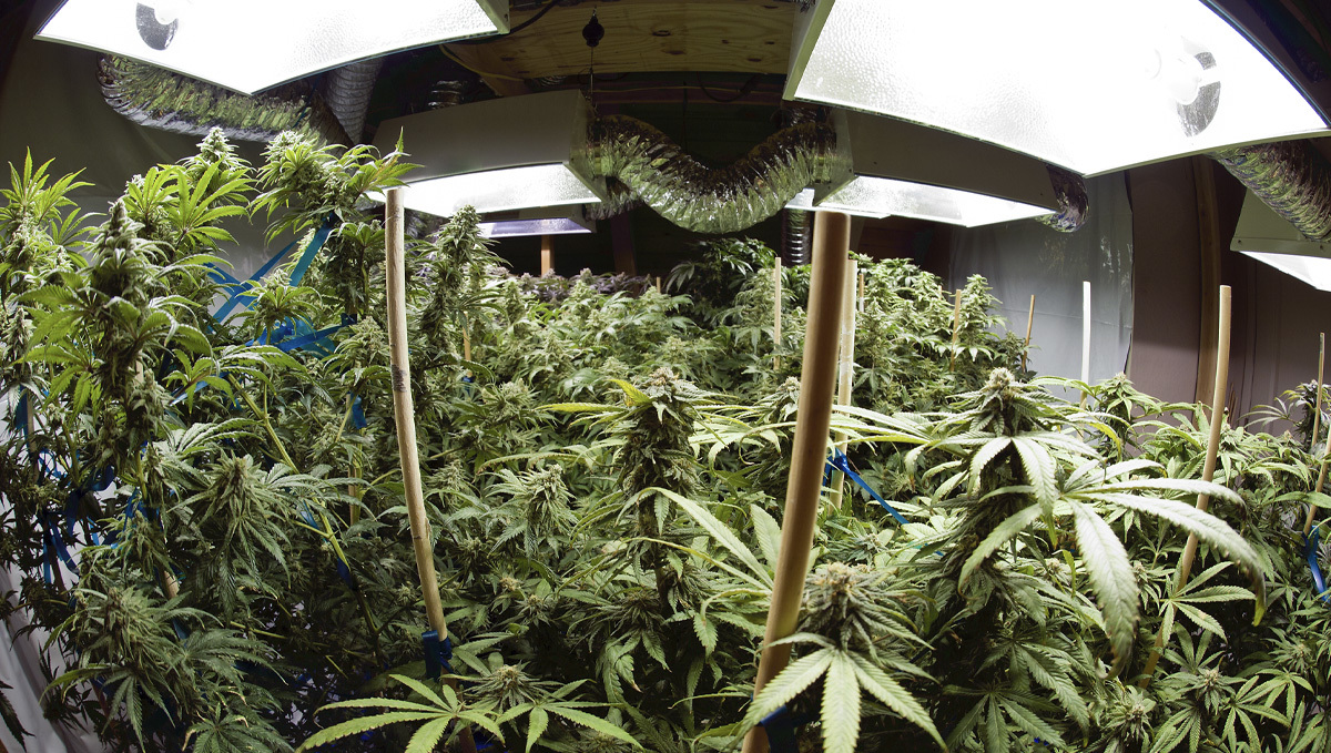 Basics of growing autos in soil: hps
