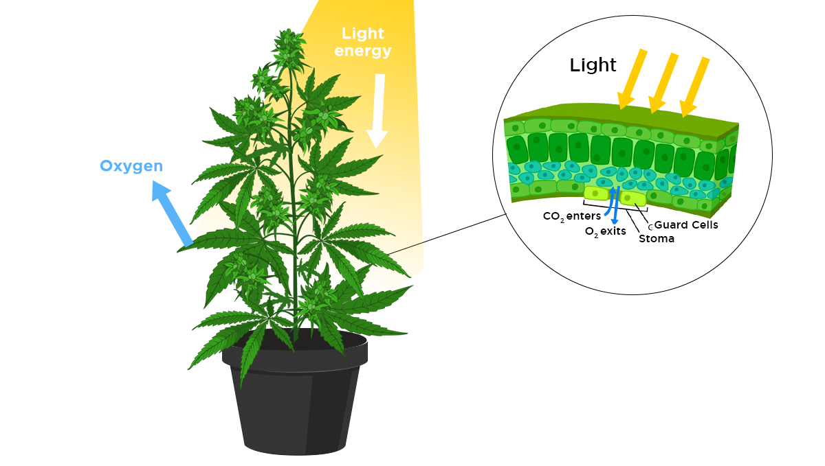 Increase cannabis yields with co2: how a plant breathes Increase cannabis yields with co2: how a plant breathes