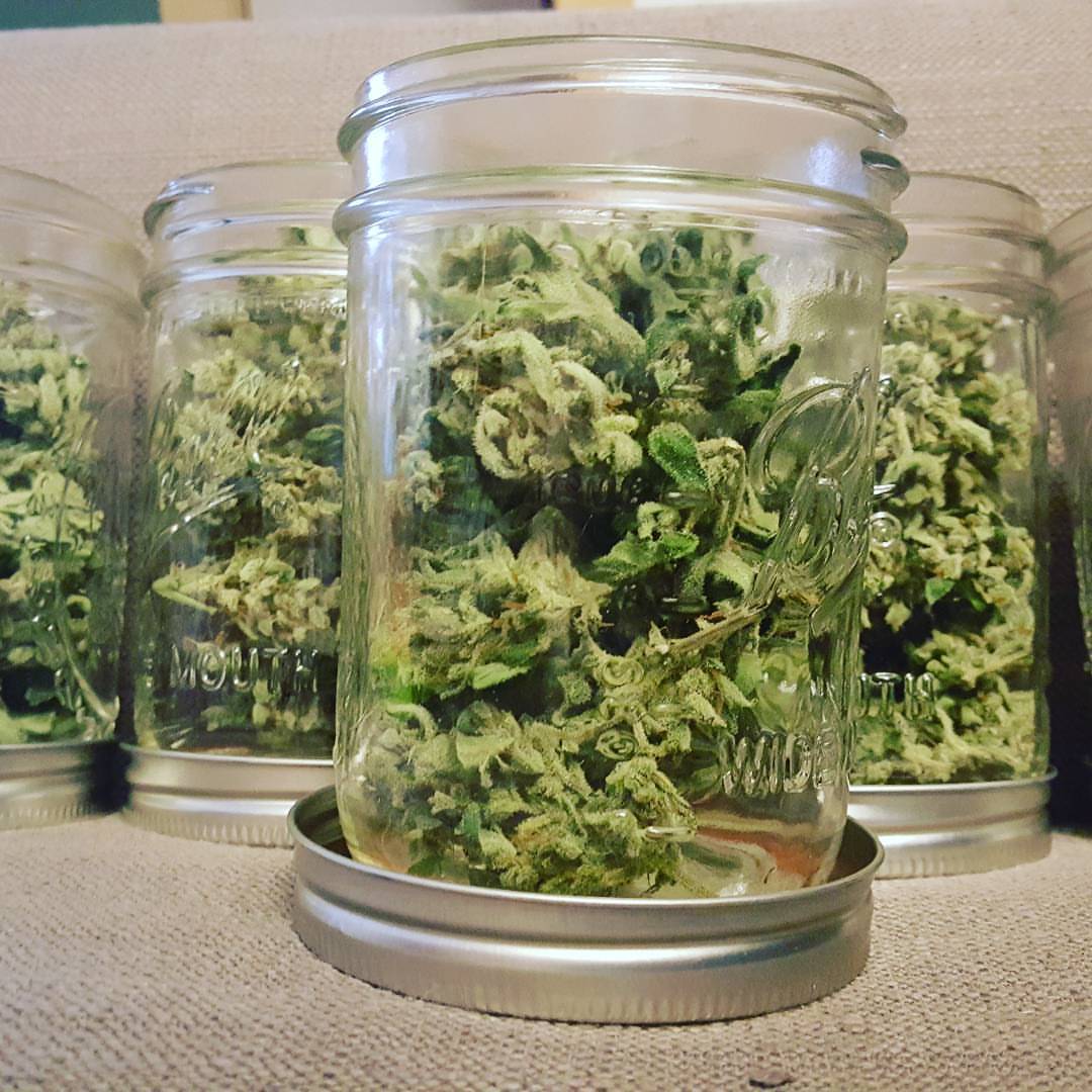 fast-buds-cannabis-burp-jar.jpg Fast Buds Gorilla Glue Being 'Burped'