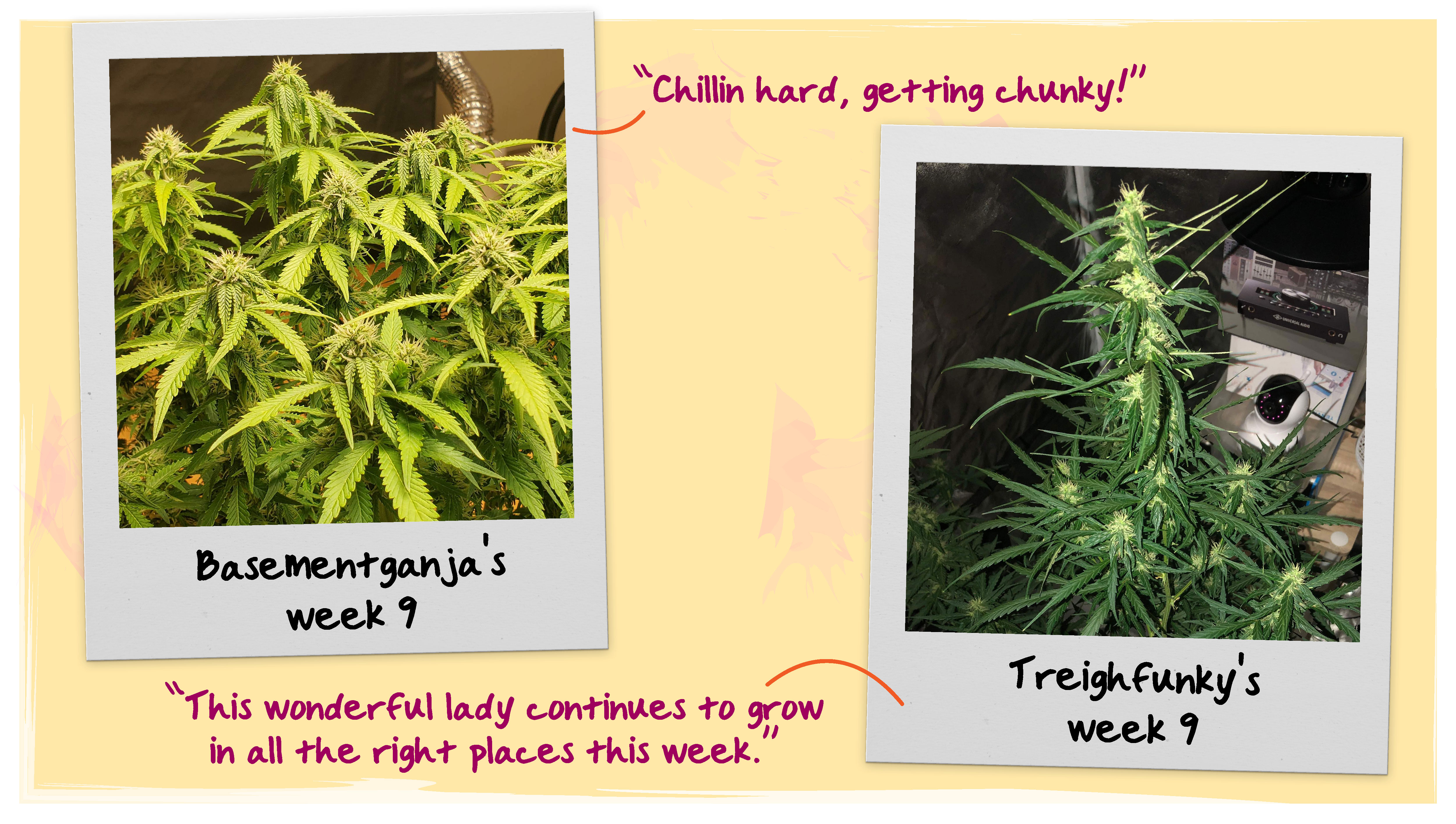 Week 9 Grow Progress