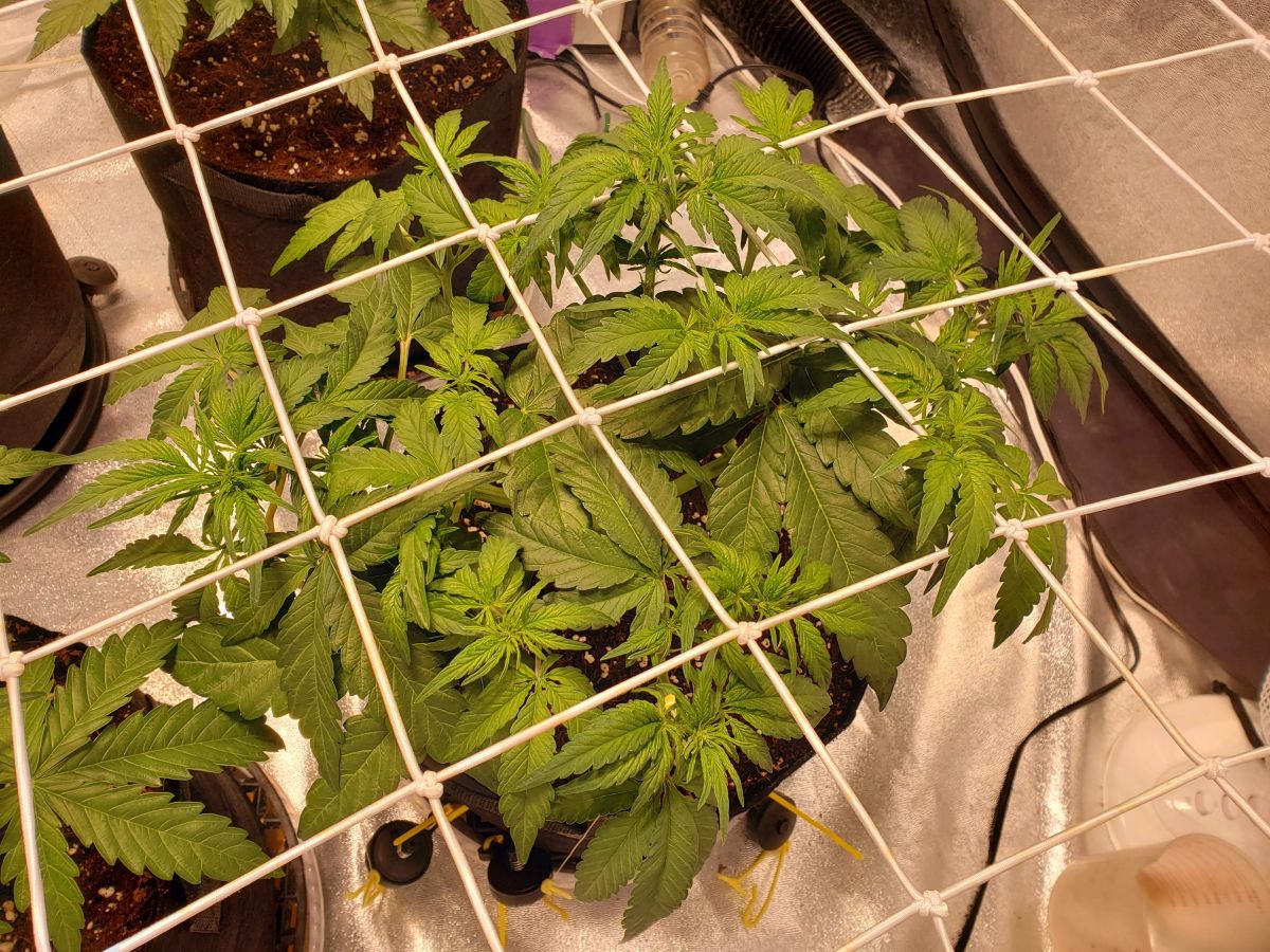 JohnyBlaz3fastbudssmoothie-auto.jpg Smoothie by JohnyBlaz3