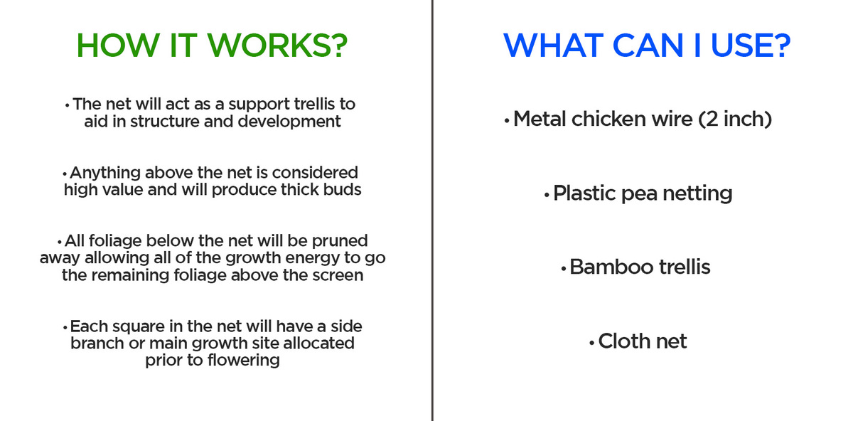 How To Grow Autoflowering Seeds Using SCROG: How it works and what to use How To Grow Autoflowering Seeds Using SCROG: How it works and what to use