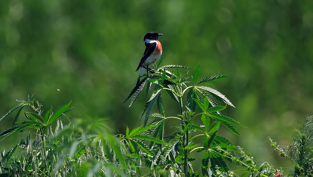 Benefits of microorganisms: harmful and beneficial Benefits of microorganisms: harmful and beneficial