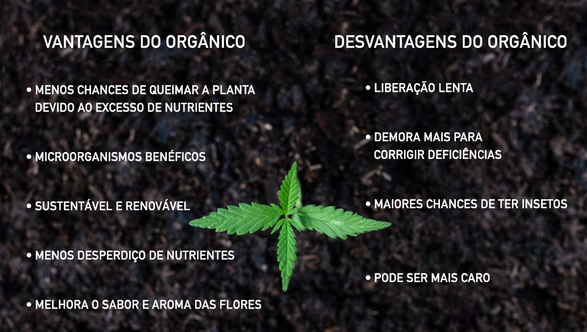 Vantagens e desvantagens do orgânico