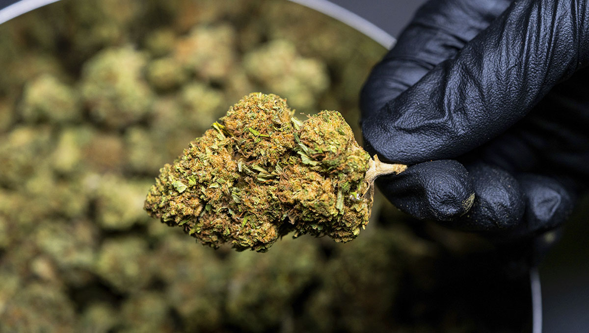 Cannabis: From Bud Tender to Master Grower: Find all about being Master Extractor