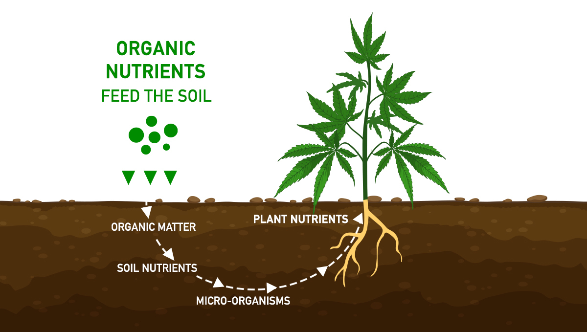 Wie du deine Buds aufpumpst: organische Nährstoffe