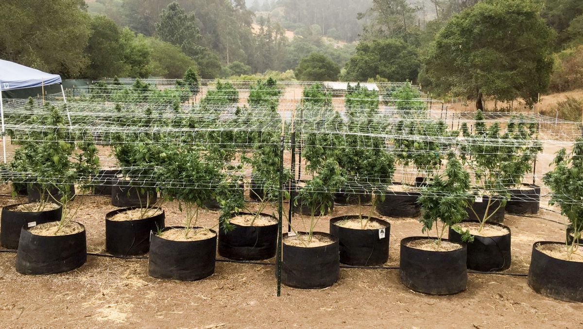 Top 5 Outdoor Autoflower Samen: Vorteile des Anbaus im Freien Top 5 Outdoor Autoflower Samen: Vorteile des Anbaus im Freien