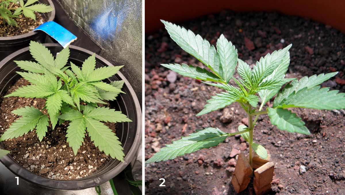 Jak dlouho trvá sklizeň samonakvétacích rostlin od výsevu do sklizně: 3. týden - pozdní vegetace Jak dlouho trvá sklizeň samonakvétacích rostlin od výsevu do sklizně: 3. týden - pozdní vegetace