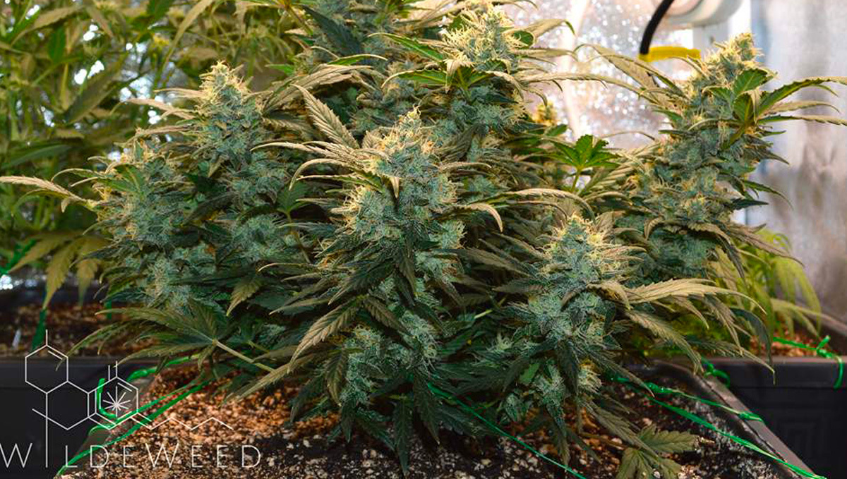 Original Auto BubbleGum