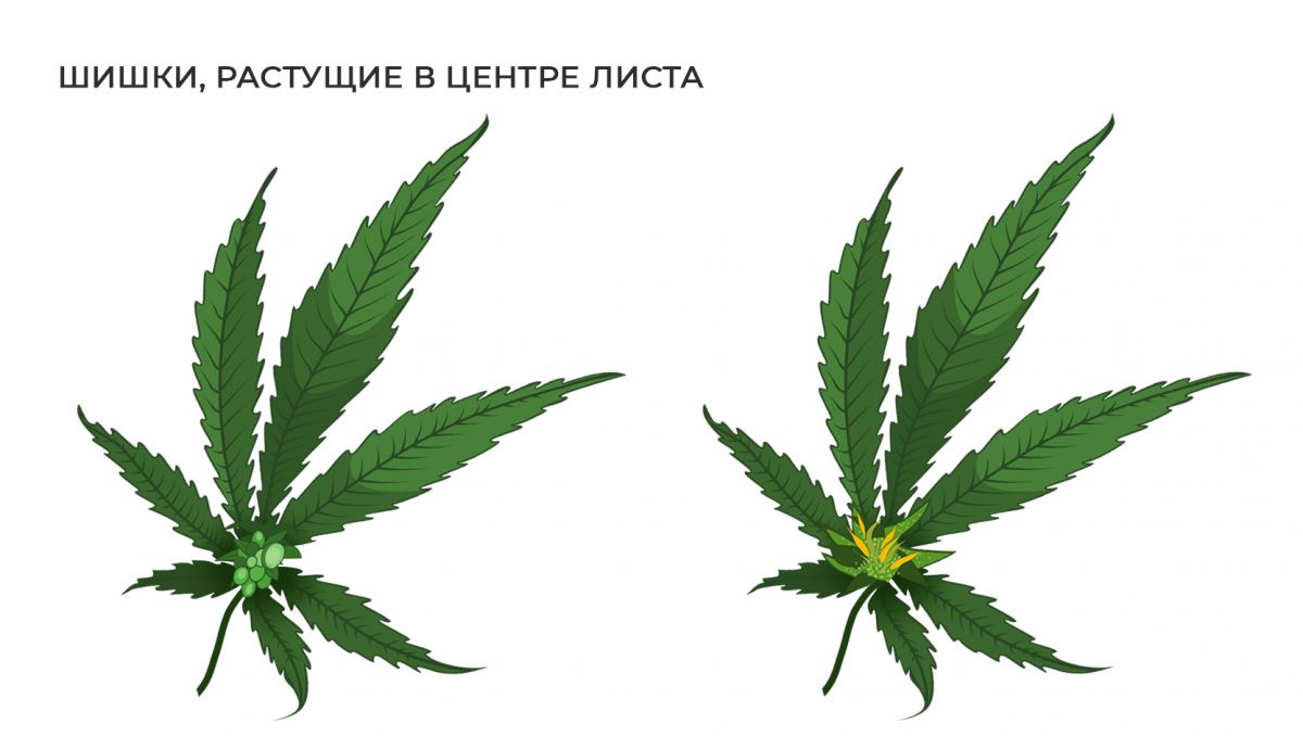 Распространенные мутации: шишка в середине листа