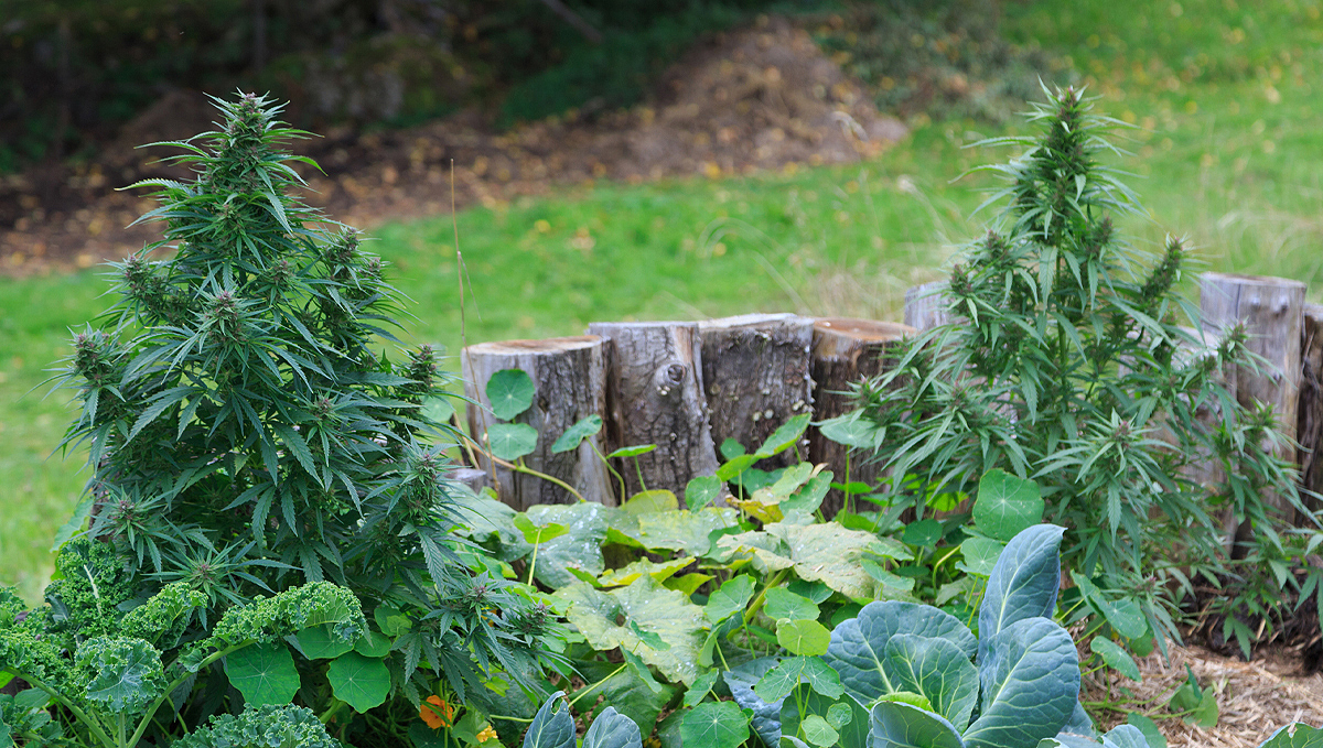 Companion plants for cannabis: types of companion plants Companion plants for cannabis: types of companion plants