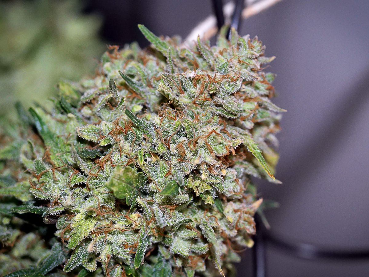 Northernlights by BigDaddyK