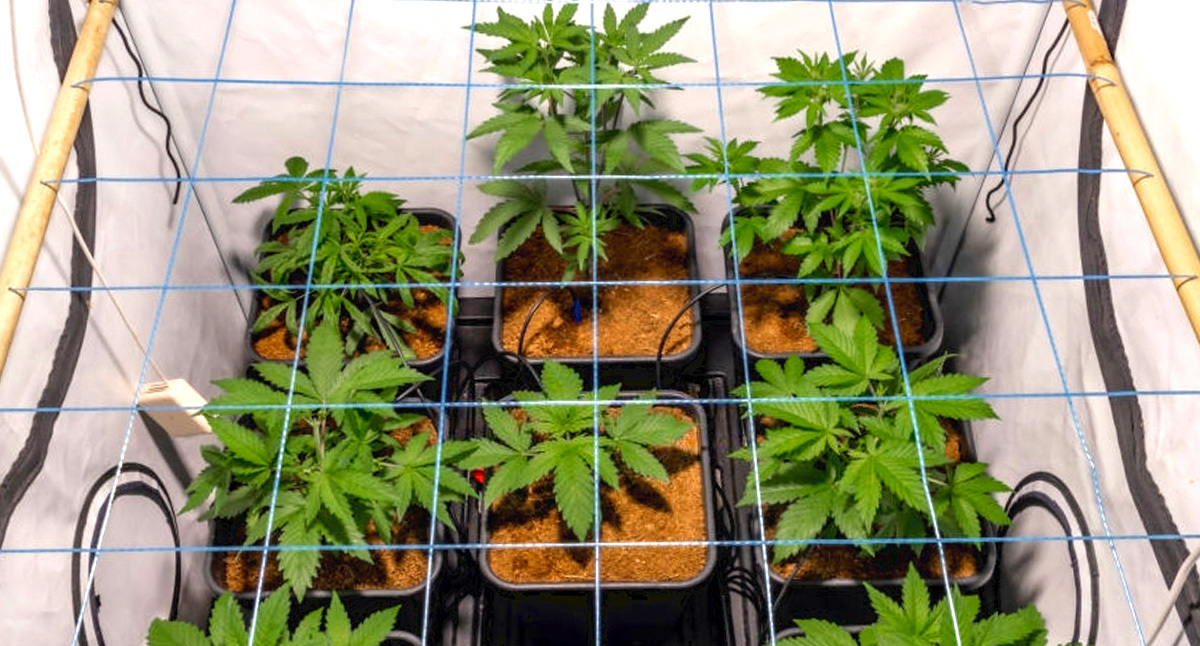 Wann beginnt man mit Low Stress Training (LST) bei Autoflower: SCROG Wann beginnt man mit Low Stress Training (LST) bei Autoflower: SCROG