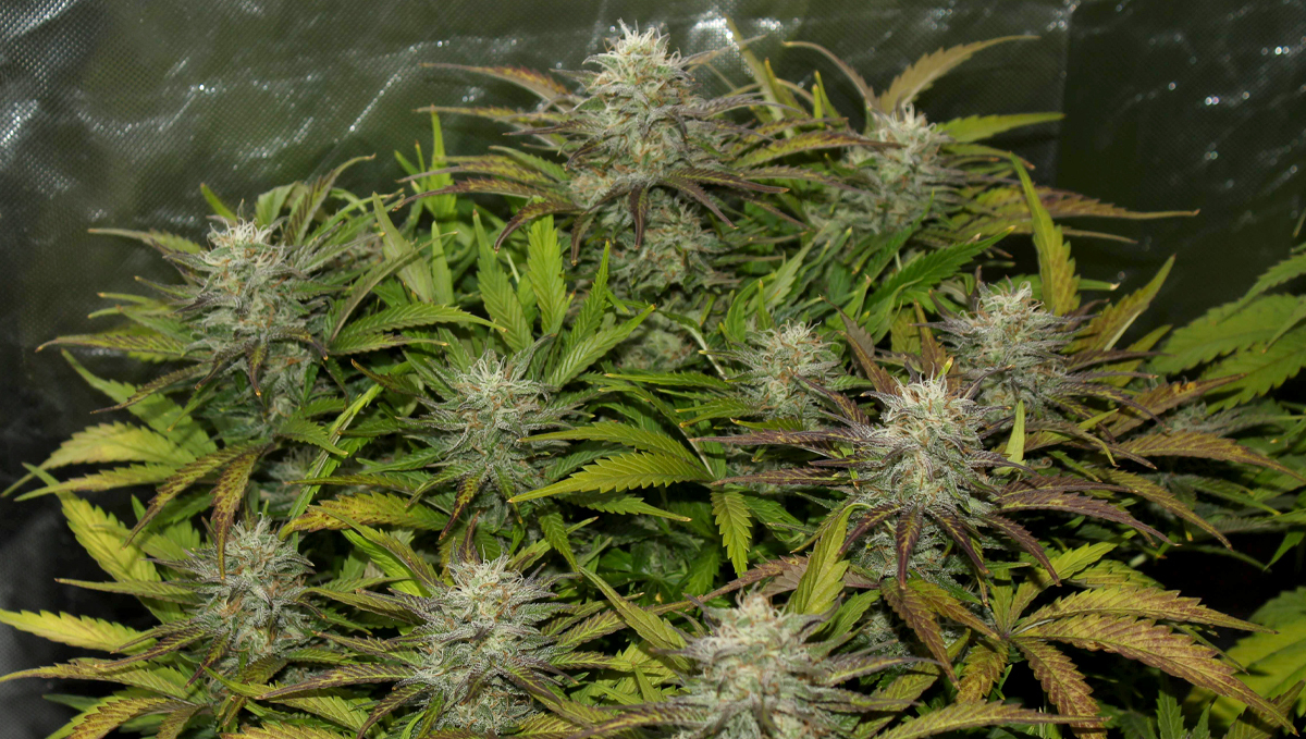 Cheese Auto: specifications