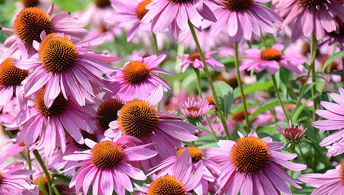 Non-marijuana cannabinoids: coneflower