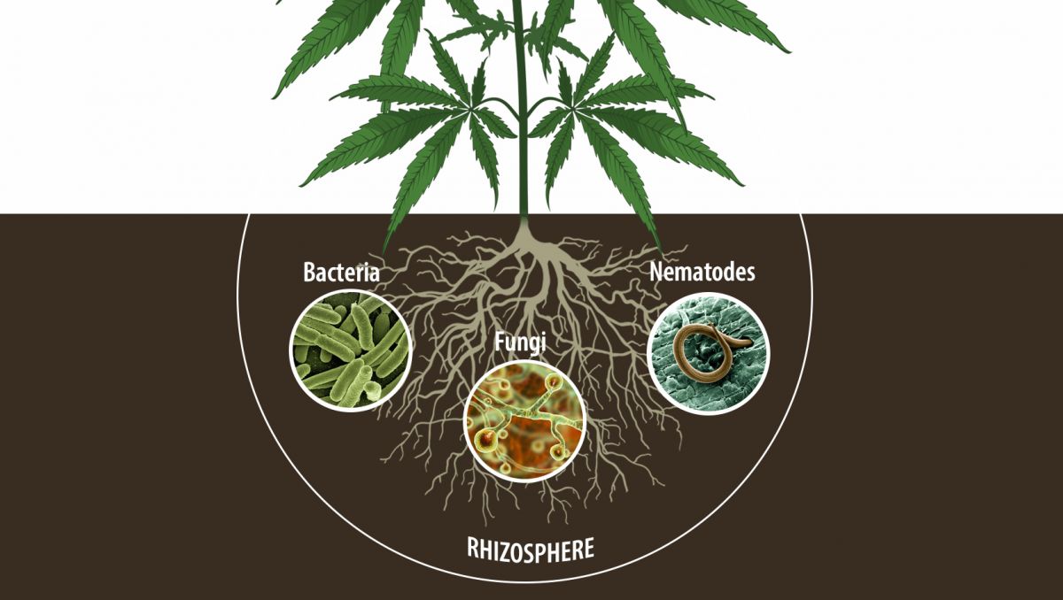 Benefits of microorganisms: enhance root system Benefits of microorganisms: enhance root system