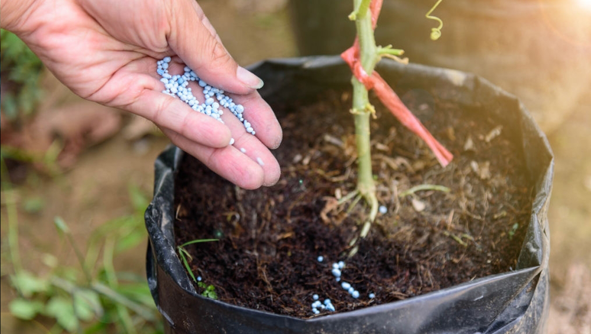 Beste Fütterungspläne für Autos: Langsam freisetzende Nährstoffe Beste Fütterungspläne für Autos: Langsam freisetzende Nährstoffe