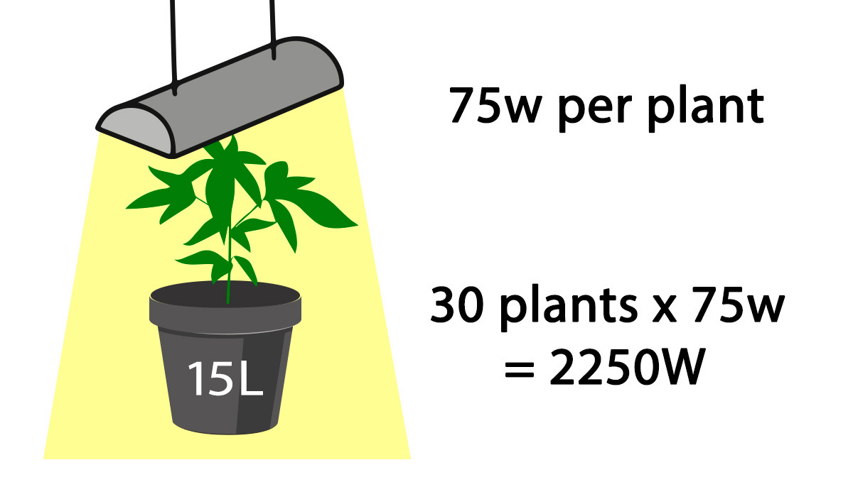 How many autoflowers in a square meter: Wattage needed