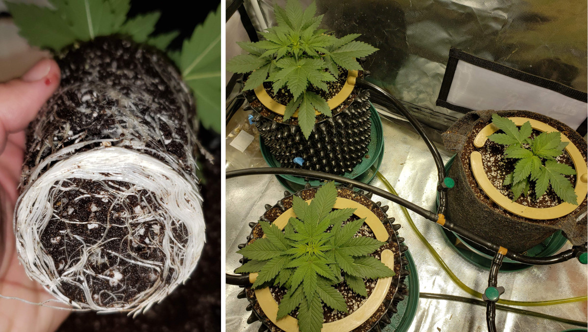 Strawberry Pie Auto Cannabis Strain Week-by-Week Guide: Autoflower getting rootbound and young weed plants in air pots Strawberry Pie Auto Cannabis Strain Week-by-Week Guide: Autoflower getting rootbound and young weed plants in air pots