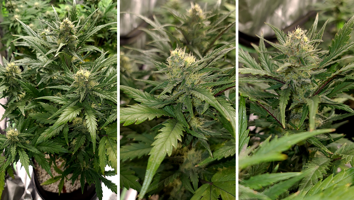 Chemdawg auto guide: week 7 Chemdawg auto guide: week 7