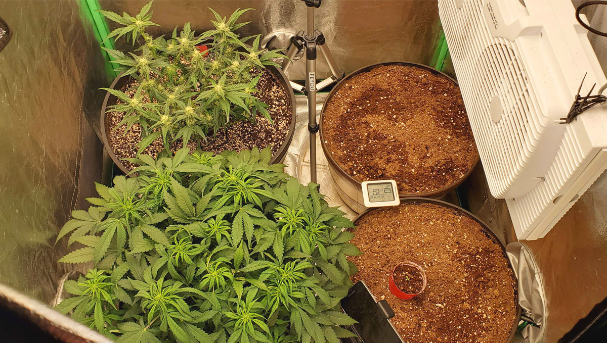 Grower C grow set up