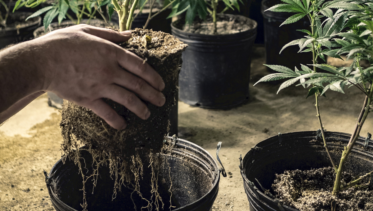 Plagron usage guide: mineral fertilizers for soil Plagron usage guide: mineral fertilizers for soil