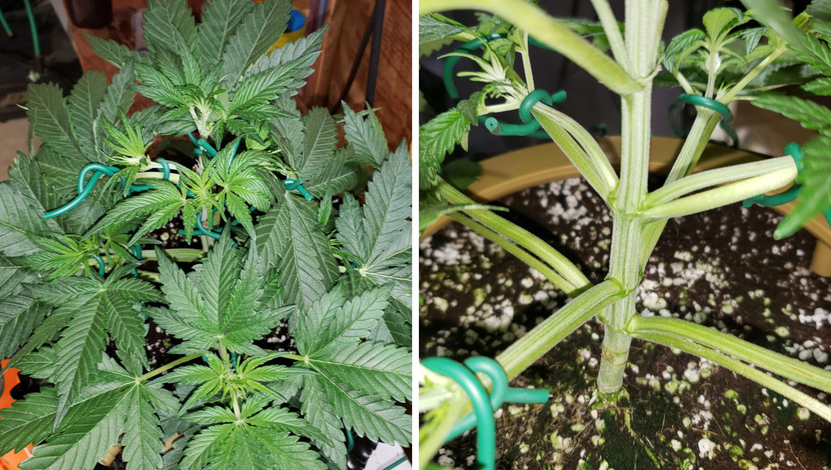 Strawberry Pie Auto Cannabis Strain Week-by-Week Guide: An autoflower gets LST Strawberry Pie Auto Cannabis Strain Week-by-Week Guide: An autoflower gets LST