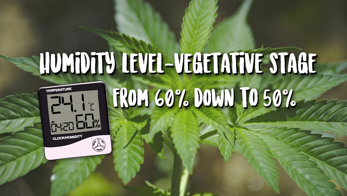 Pěstování samonakvétacího konopí venku: úroveň vlhkosti pro konopí Pěstování samonakvétacího konopí venku: úroveň vlhkosti pro konopí