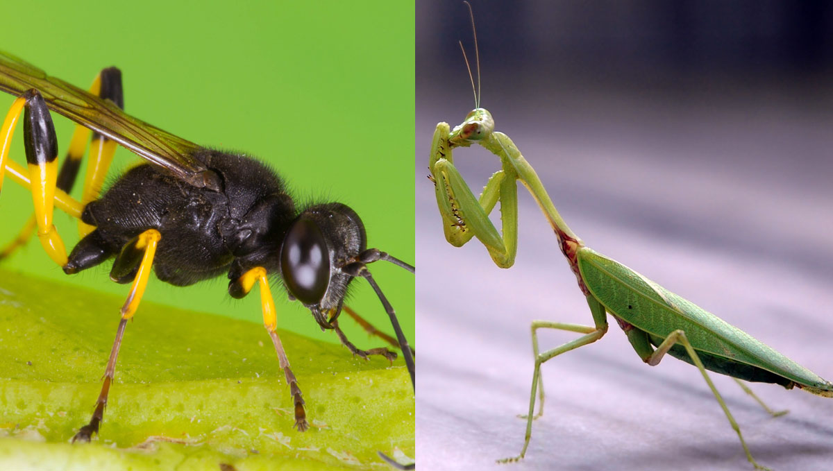 Predator species such as parasitic wasps and praying mantis will help get rid of caterpillars. Predator species such as parasitic wasps and praying mantis will help get rid of caterpillars.