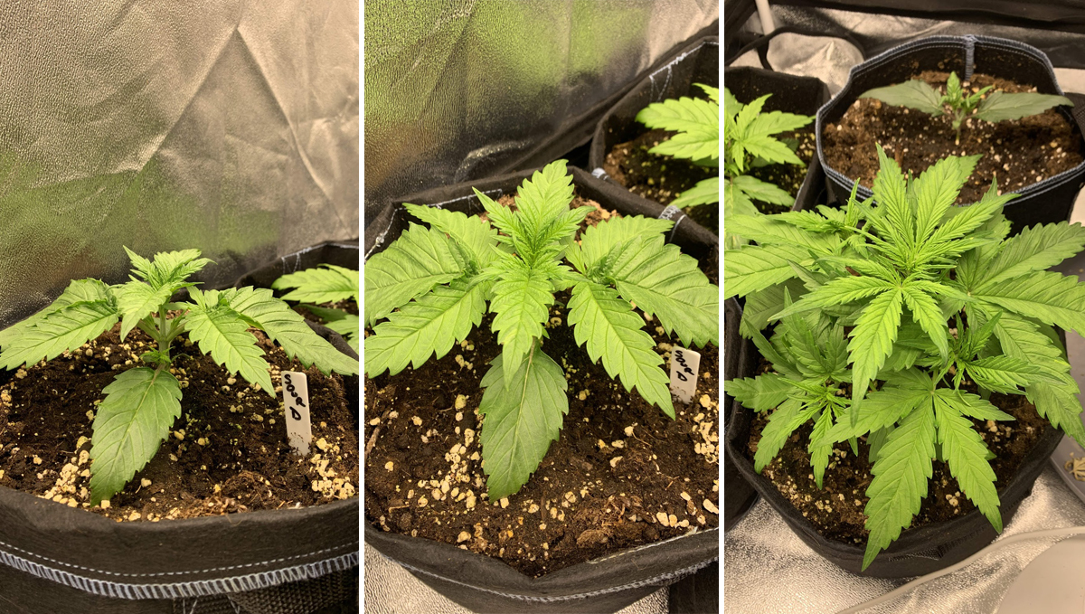 Sour diesel auto guide: week 2