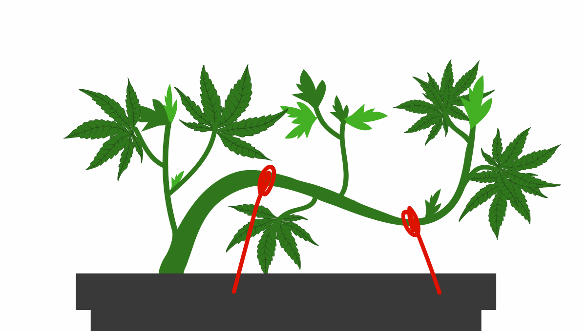 Top 4 training techniques for autos: lst