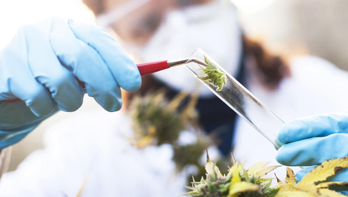 Hop latent viroid: screening test