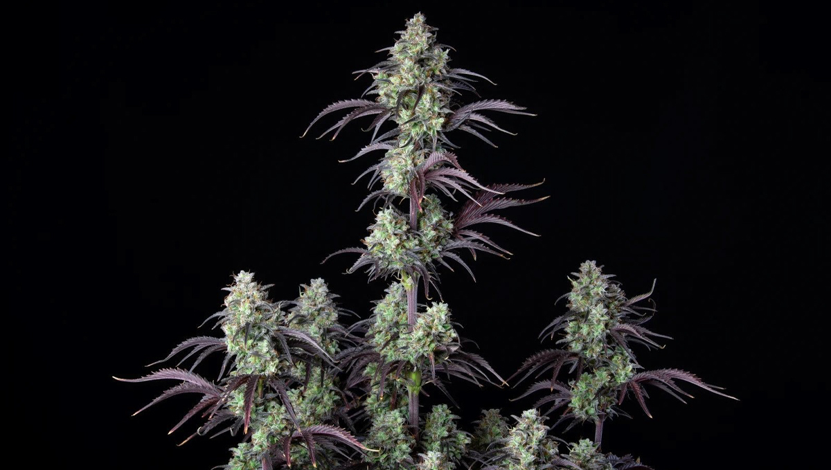 The top 5 fastest autos: mimosa cake auto