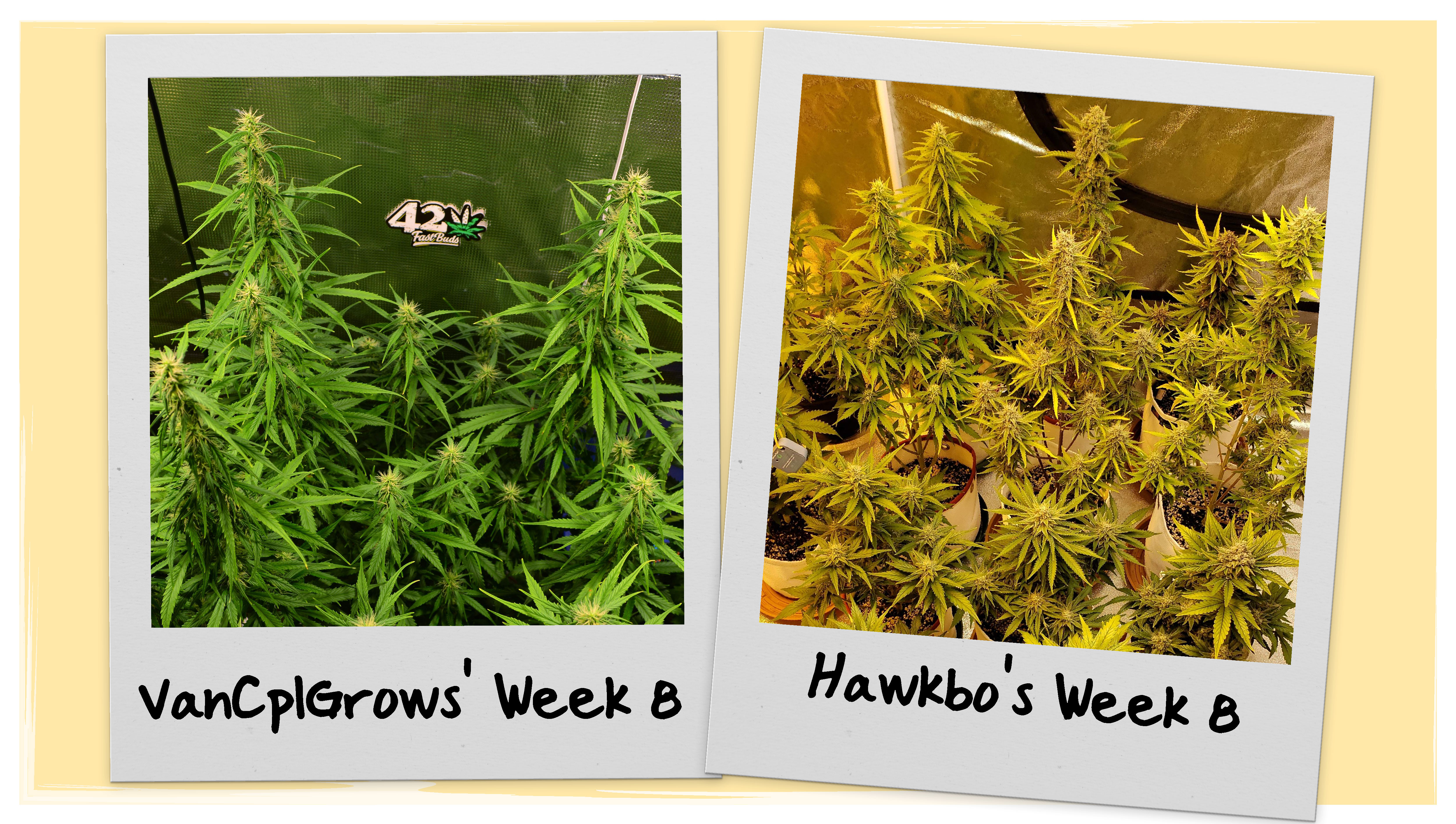 Grow Progress Week 8