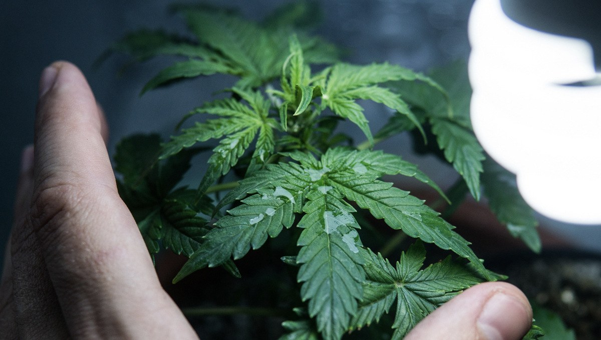 Best light schedule for flowering: light cycle autoflowers