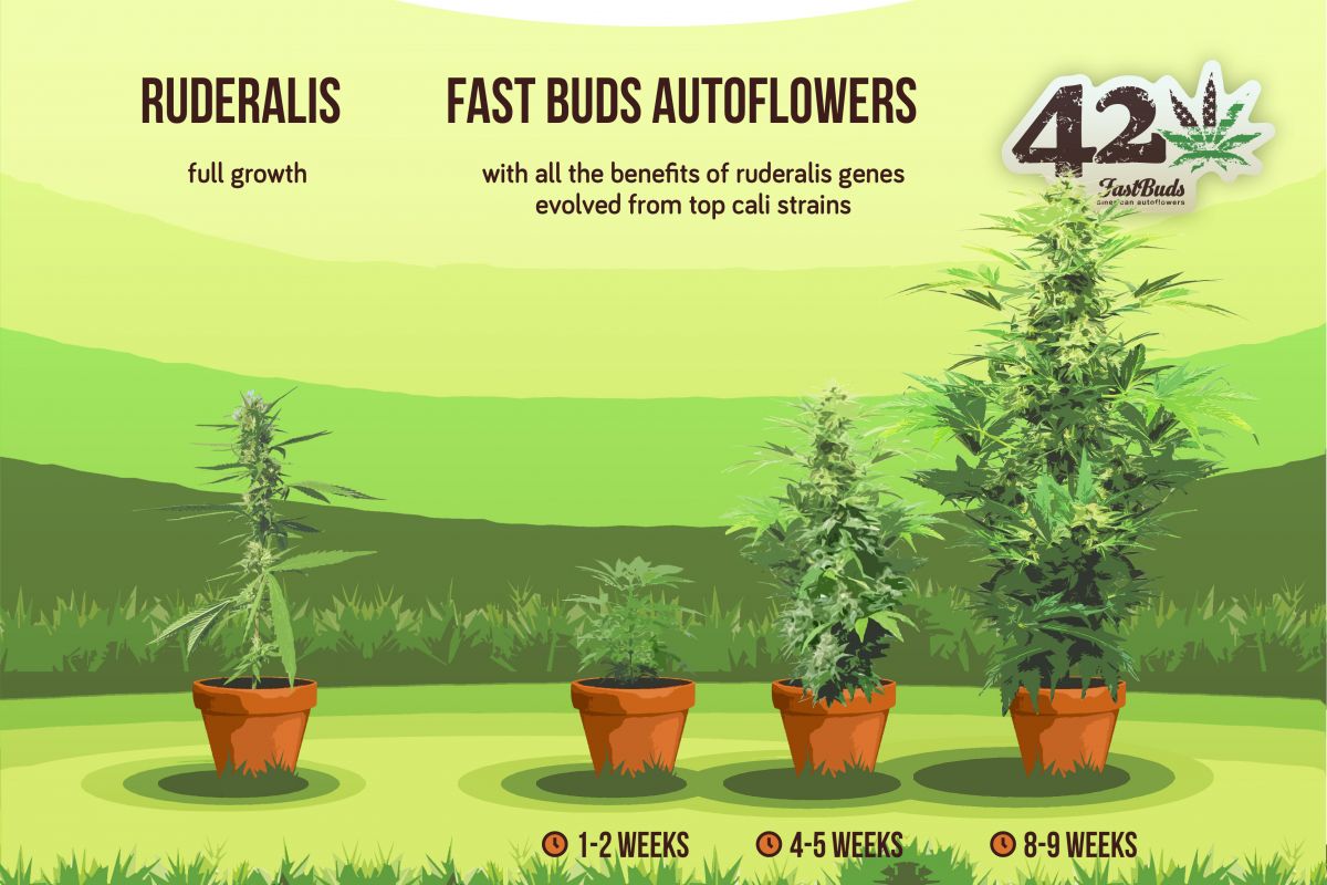 how-we-breed-autoflowers.jpg How we breed autoflowers