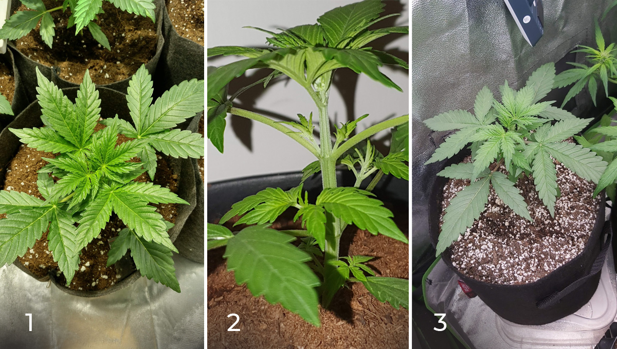 Jack Herer Auto: week 3