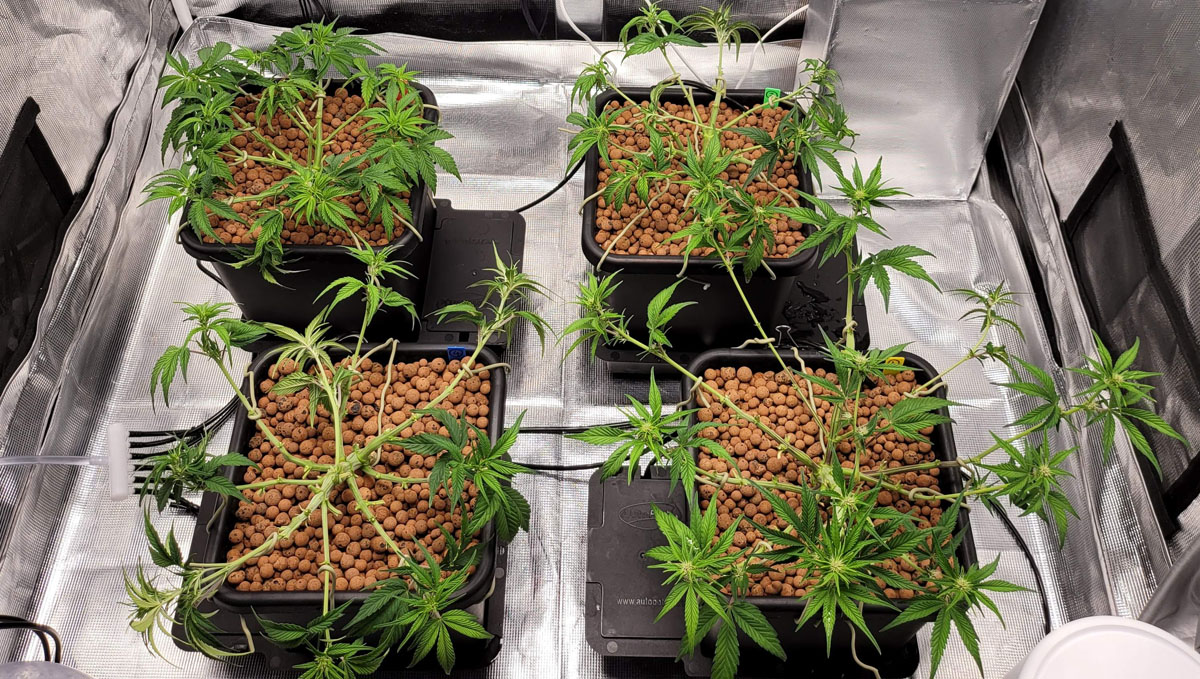 Gorilla Cookies Auto, guía semanal de la variedad: Defoliación extrema Gorilla Cookies Auto, guía semanal de la variedad: Defoliación extrema