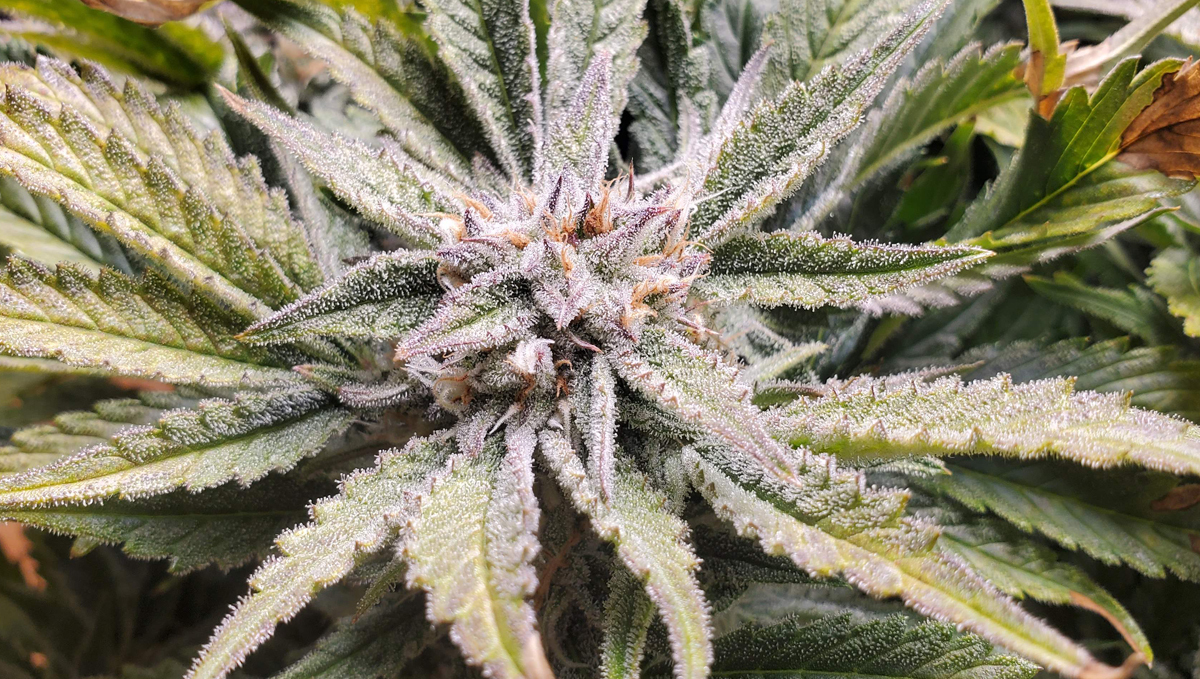 Top 5 highest THC auto: strawberry pie Top 5 highest THC auto: strawberry pie