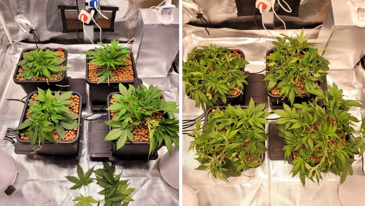 Gorilla Cookies Auto, guía semanal de la variedad: Dos rondas de LST Gorilla Cookies Auto, guía semanal de la variedad: Dos rondas de LST