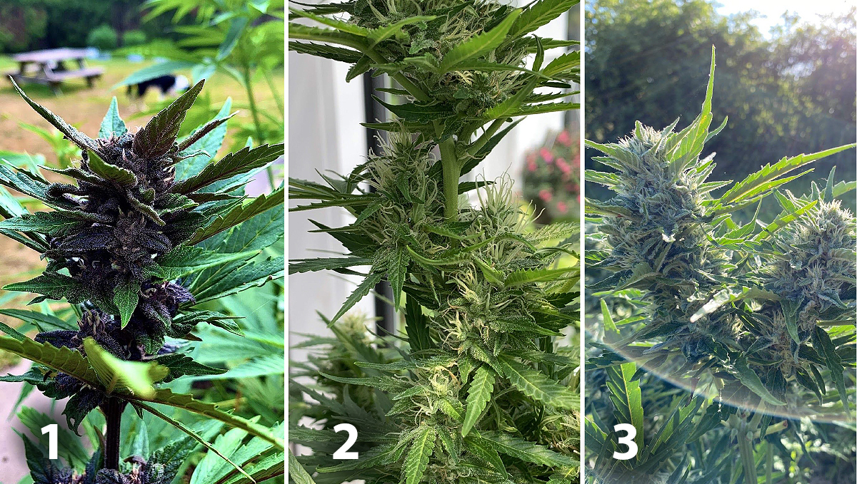 Outdoor cannabis grow in Italy: week 8 of plant growth