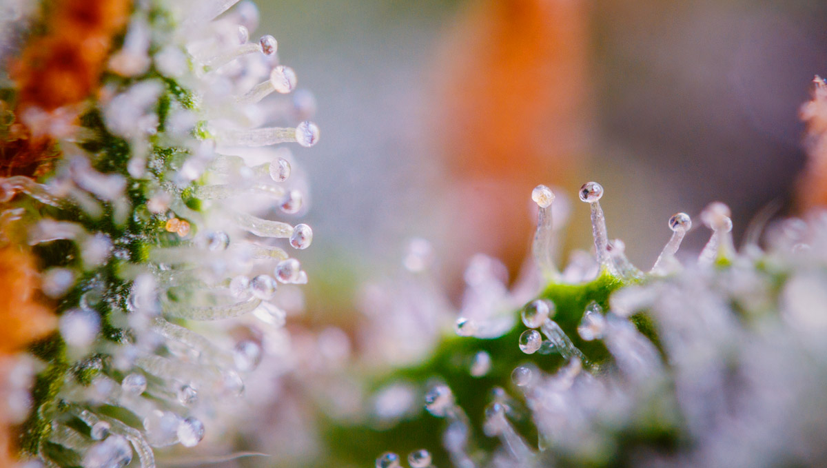 Pinene terpenes are developed in buds' trichomes.