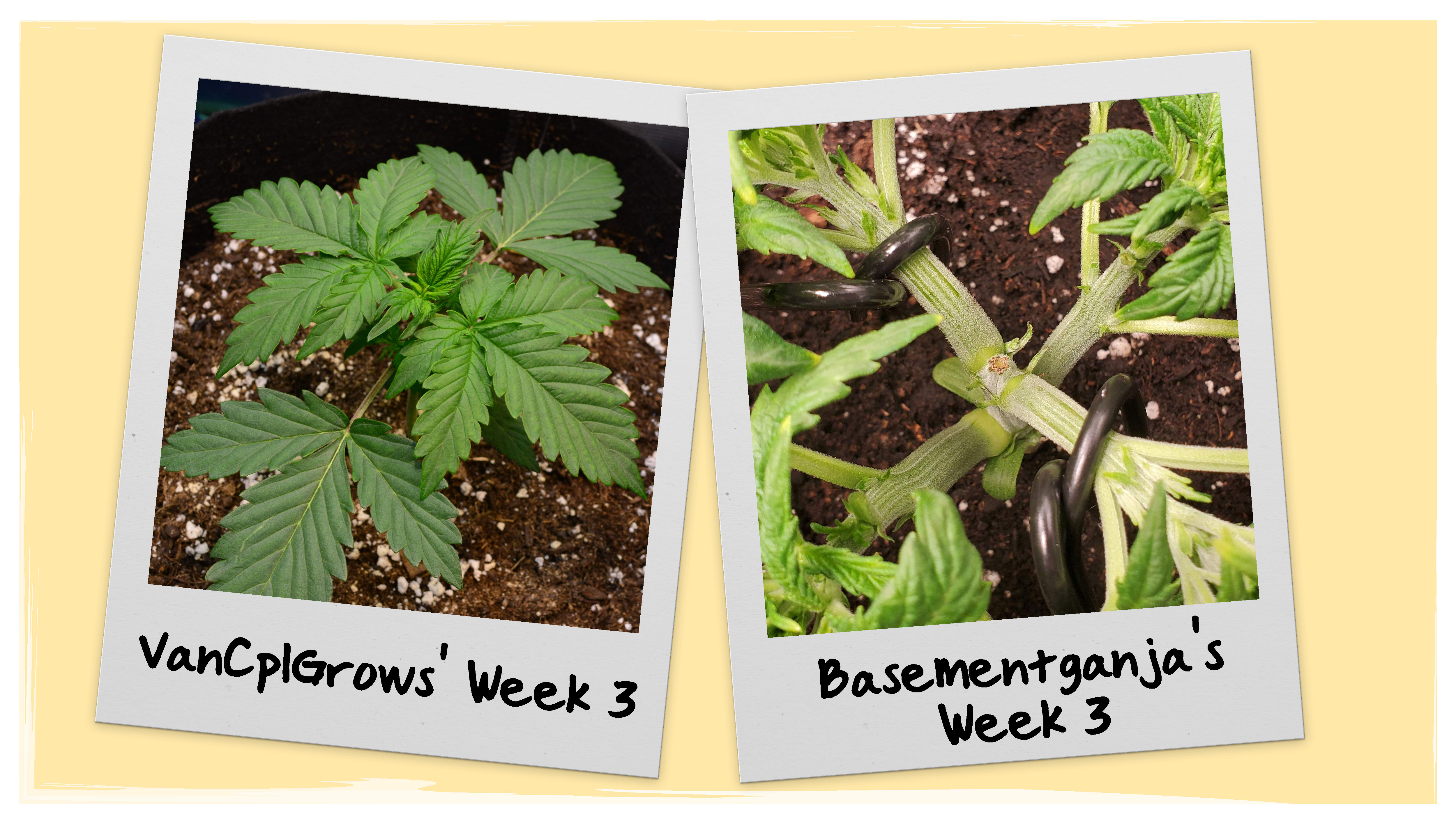 Wedding Cheesecake Progress - Week 3