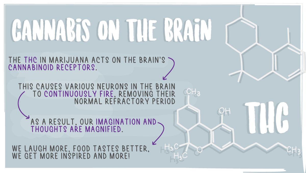 The effects of mixing alcohol and cannabis: the effects of cannabis on the brain